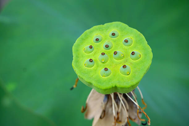 istock Green color lotus calyx 494151464