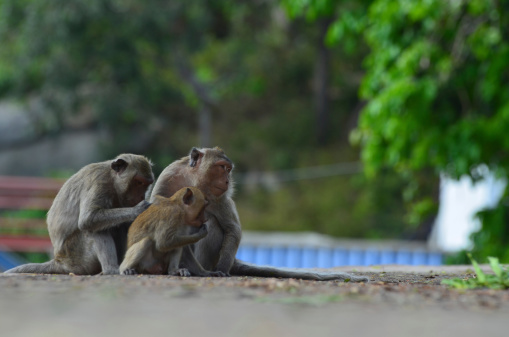 A family of Monkey