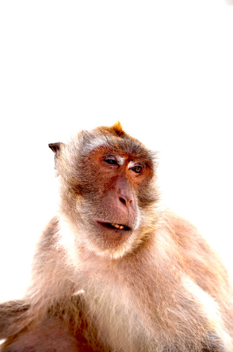 Monkey photo background white