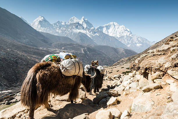 istock Yak in Himalayas 494151541