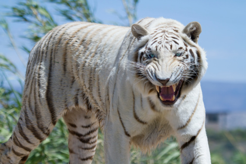 Tigre blanc sur son sentier