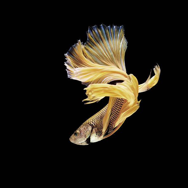 betta или бойцовая рыбка изолированные на черный - siamese fighting fish tropical fresh water fish fishbowl fighting fish стоковые фото и изображения