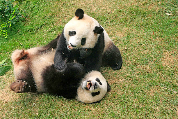 istock Giant panda bears playing together, China 494152059