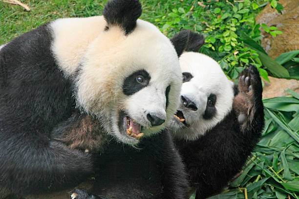 istock Giant panda bears playing together, China 494152077