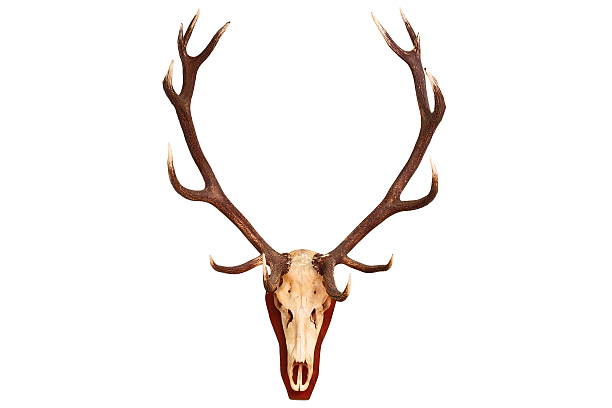 아름다운 붉은사슴 숫사슴 트로피 - antler stag deer animal skull 뉴스 사진 이미지