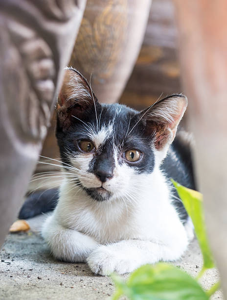 istock Little cute kitten lay on concrete floor 494153268