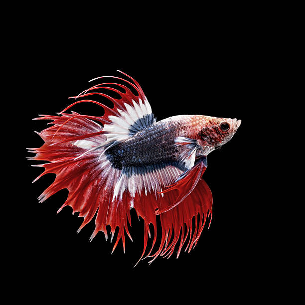 betta или бойцовая рыбка изолированные на черный - siamese fighting fish tropical fresh water fish fishbowl fighting fish стоковые фото и изображения