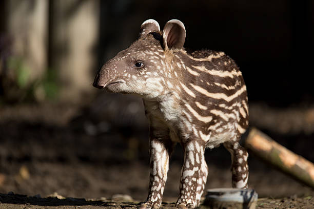 baby of the endangered South American tapir small stripped baby of the endangered South American tapir (Tapirus terrestris) tapir stock pictures, royalty-free photos & images