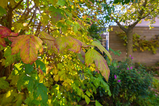 istock Garden in autumn colors in sunlight 494154892