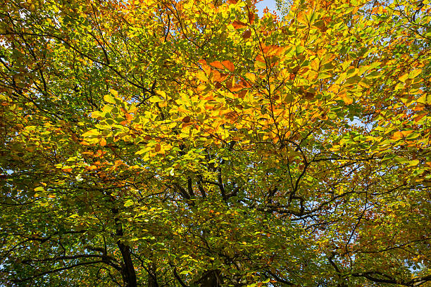 istock Foliage of  a tree in autumn colors in sunlight 494155444