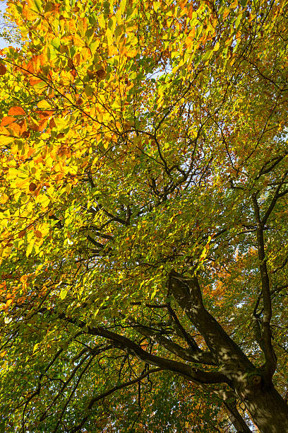 istock Foliage of  a tree in autumn colors in sunlight 494155488