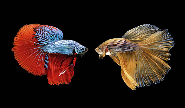 betta или бойцовая рыбка изолированные на черный - siamese fighting fish tropical fresh water fish fishbowl fighting fish стоковые фото и изображения