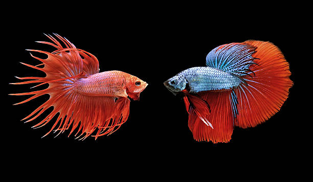 betta или бойцовая рыбка изолированные на черный - siamese fighting fish tropical fresh water fish fishbowl fighting fish стоковые фото и изображения