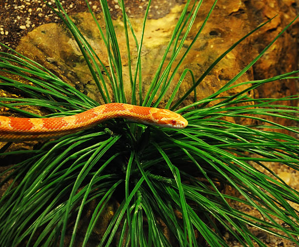 Corn snake Corn snake crawling over the grass bush closeup elaphe guttata guttata stock pictures, royalty-free photos & images