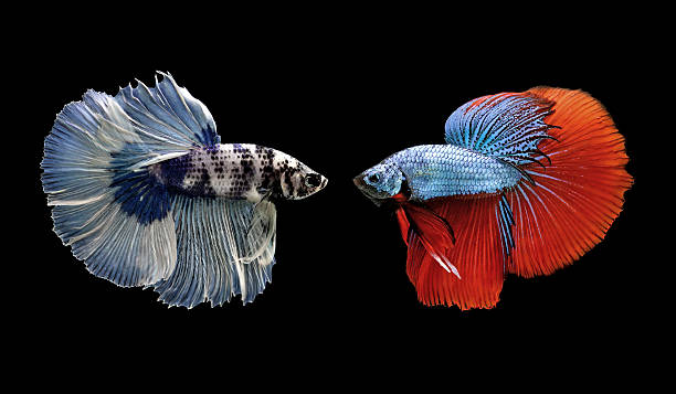 betta или бойцовая рыбка изолированные на черный - siamese fighting fish tropical fresh water fish fishbowl fighting fish стоковые фото и изображения