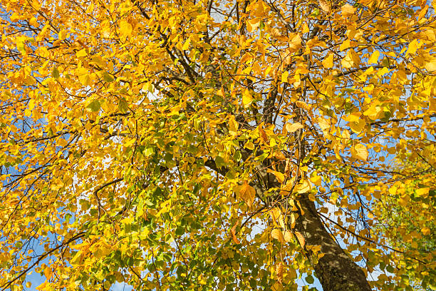 istock Diagonal imaged tree with yellowed leaves 494156348