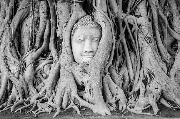 black and white, Head of Buddha statue in the tree roots at Wat Mahathat temple, Ayutthaya, Thailand.