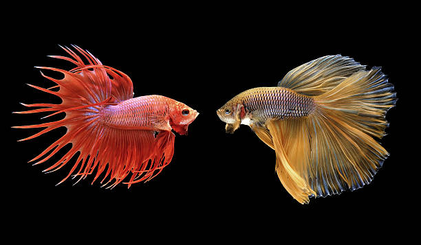 betta или бойцовая рыбка изолированные на черный - siamese fighting fish tropical fresh water fish fishbowl fighting fish стоковые фото и изображения