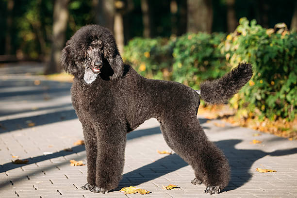 istock Black Standard Poodle Dog Outdoor 494156616