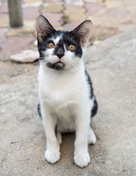 istock Little cute kitten sit on outdoor floor 494156764