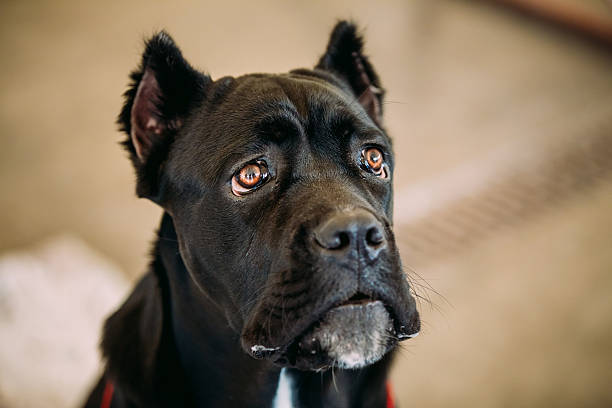istock Cane Corso Whelp Puppy Dog Close Up 494156798