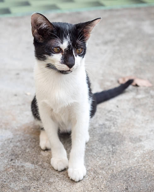 istock Little cute kitten sit on outdoor floor 494157216