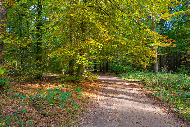 istock Forest in autumn colors in sunlight 494157690
