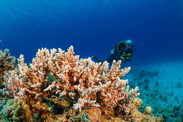istock Underwater  Scuba diver explore and enjoy  Coral reef  Sea life 494158812