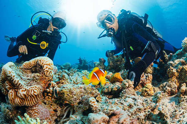 cena submarina com atletas mergulho corais e anémonas clownfish - vacations couple travel destinations snorkeling imagens e fotografias de stock