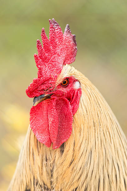 istock Red cock portrait 494159142