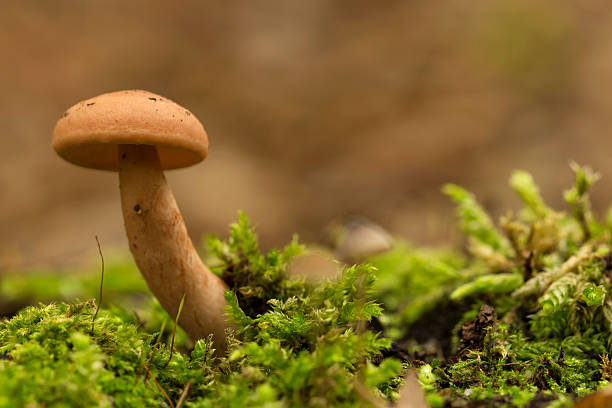 istock Little mushroom on the moss 494159446