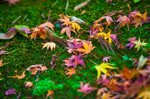 Closeup maple leaves on a ground.