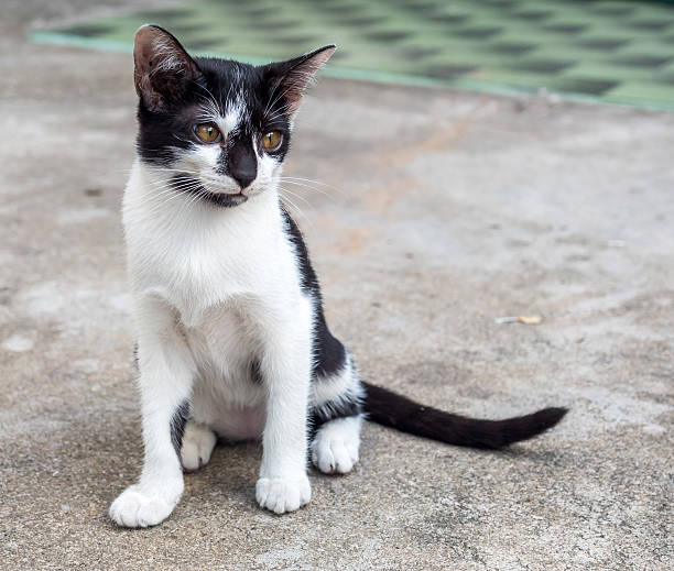 istock Little cute kitten sit on outdoor floor 494159886