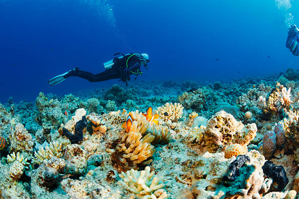 istock Underwater scene with scuba divers coral and anemone  clownfish 494160186