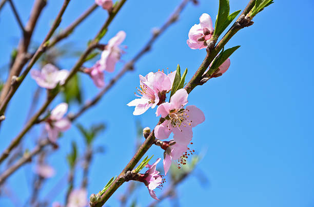 istock Peach blossom At Khun Sathan National Park 494160266