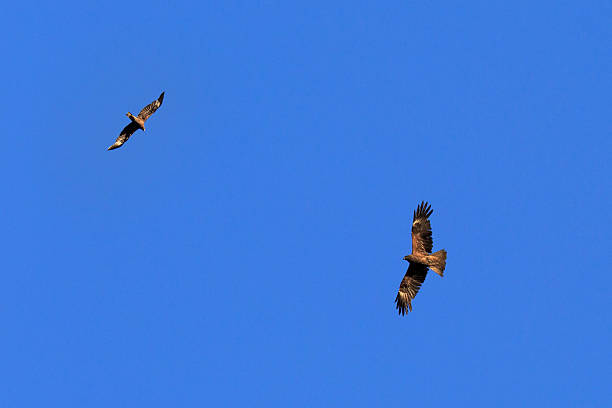istock Golden eagle is flying in blue sky 494160668