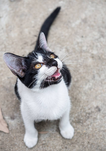 istock Little cute kitten sit on outdoor floor 494161038
