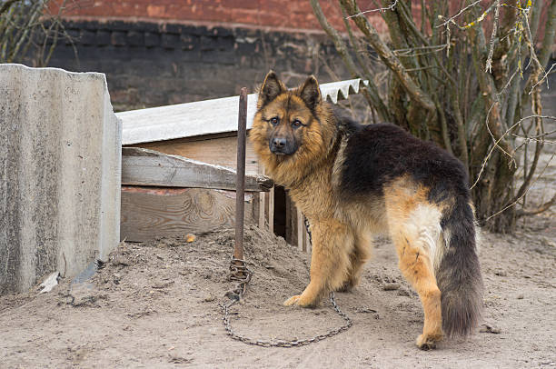 istock country dog attached with short chain to its kennel 494161146