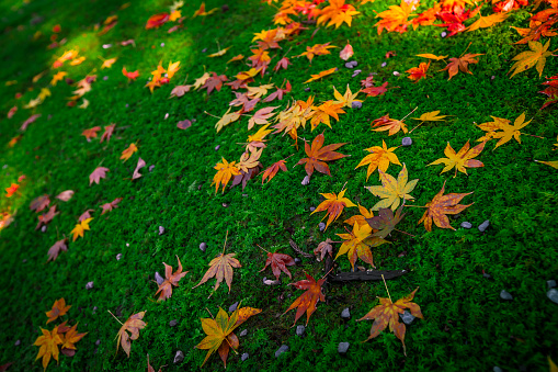 Closeup maple leaves on a ground.