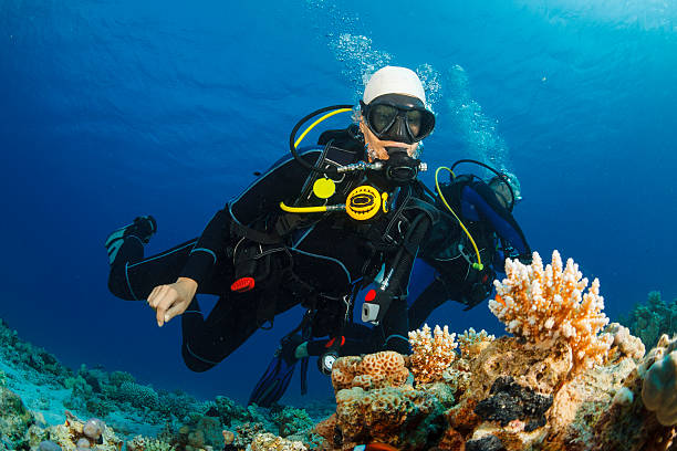 istock Underwater  Scuba divers explore and enjoy  Coral reef  Sea life 494161340