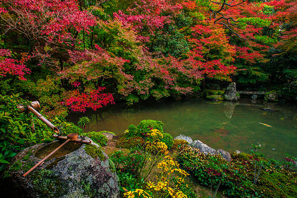 Weeping Plum Trees flower in full bloom at Jonangu Shrine Japanese garden, Kyoto, Japan.