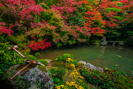 Japanese garden in Autumn