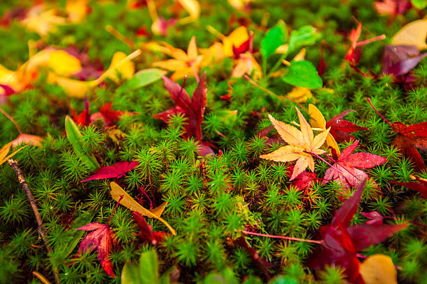 Closeup colorful maple leaves on a ground