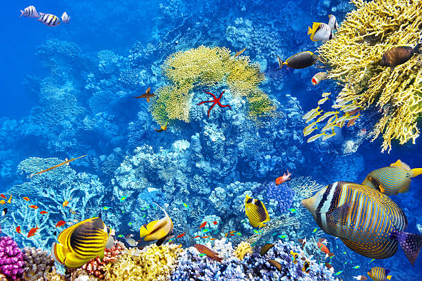 istock Underwater world with corals and tropical fish. 494163838