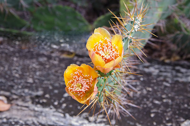 istock Orange Flower on top of a Green Cactus 494164446