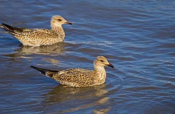 istock Couple of  Heuglin's Gull 494165696