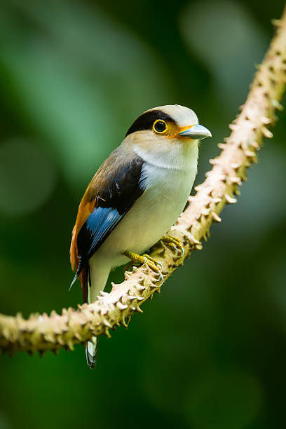 istock Portrait of  Silver-breasted Broadbill 494177775