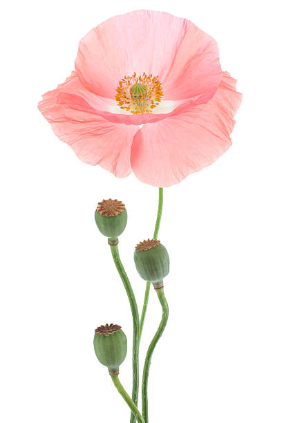 papavero - poppy pink close up cut flowers foto e immagini stock