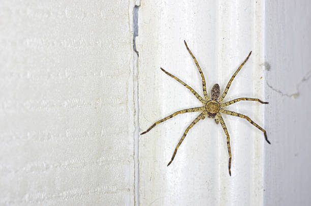 istock huntsman spider in the house 494178455