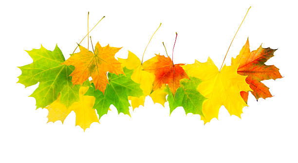 istock autumn leaves isolated on a white background 494180737